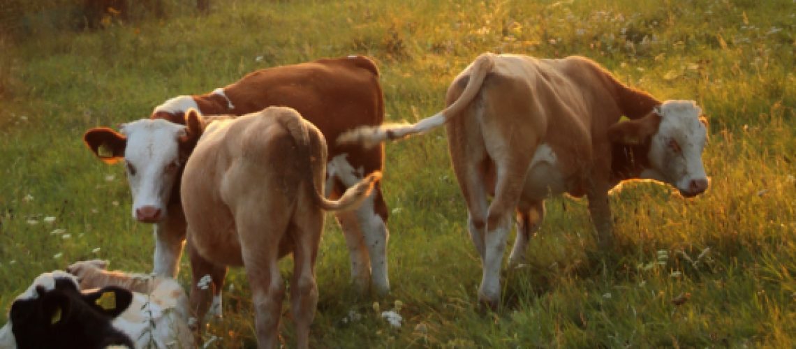 NZ Dairy Farm Investment