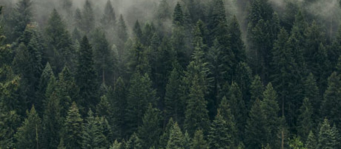 awatea-forest-fund