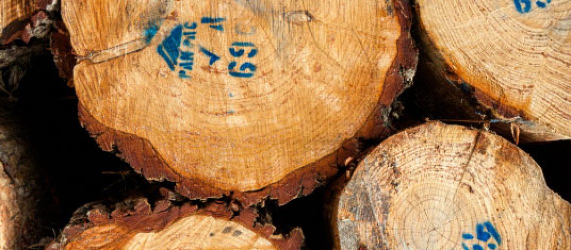 current-market-nz-forestry