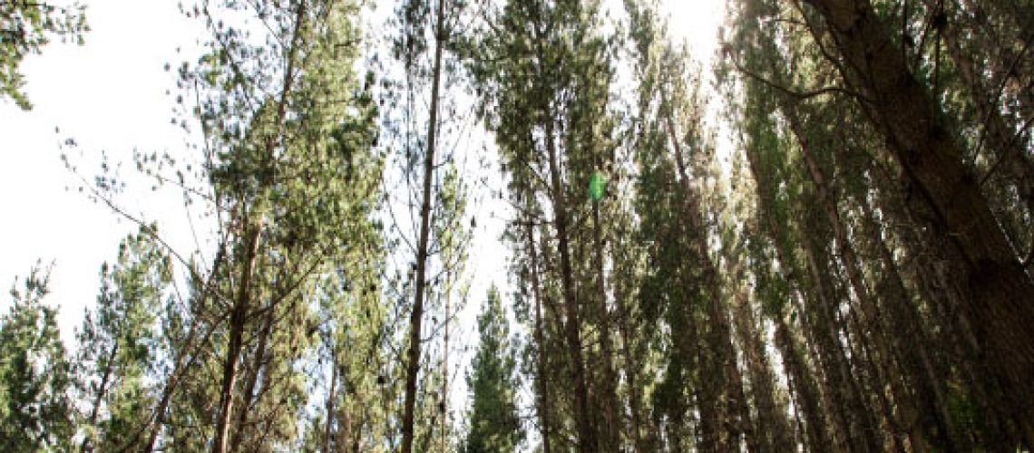 foreign-investment-nz-forests