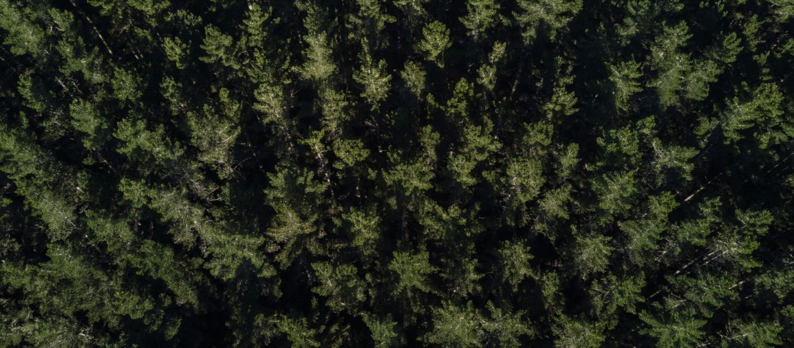roger-dickie-nz-institutional-forest